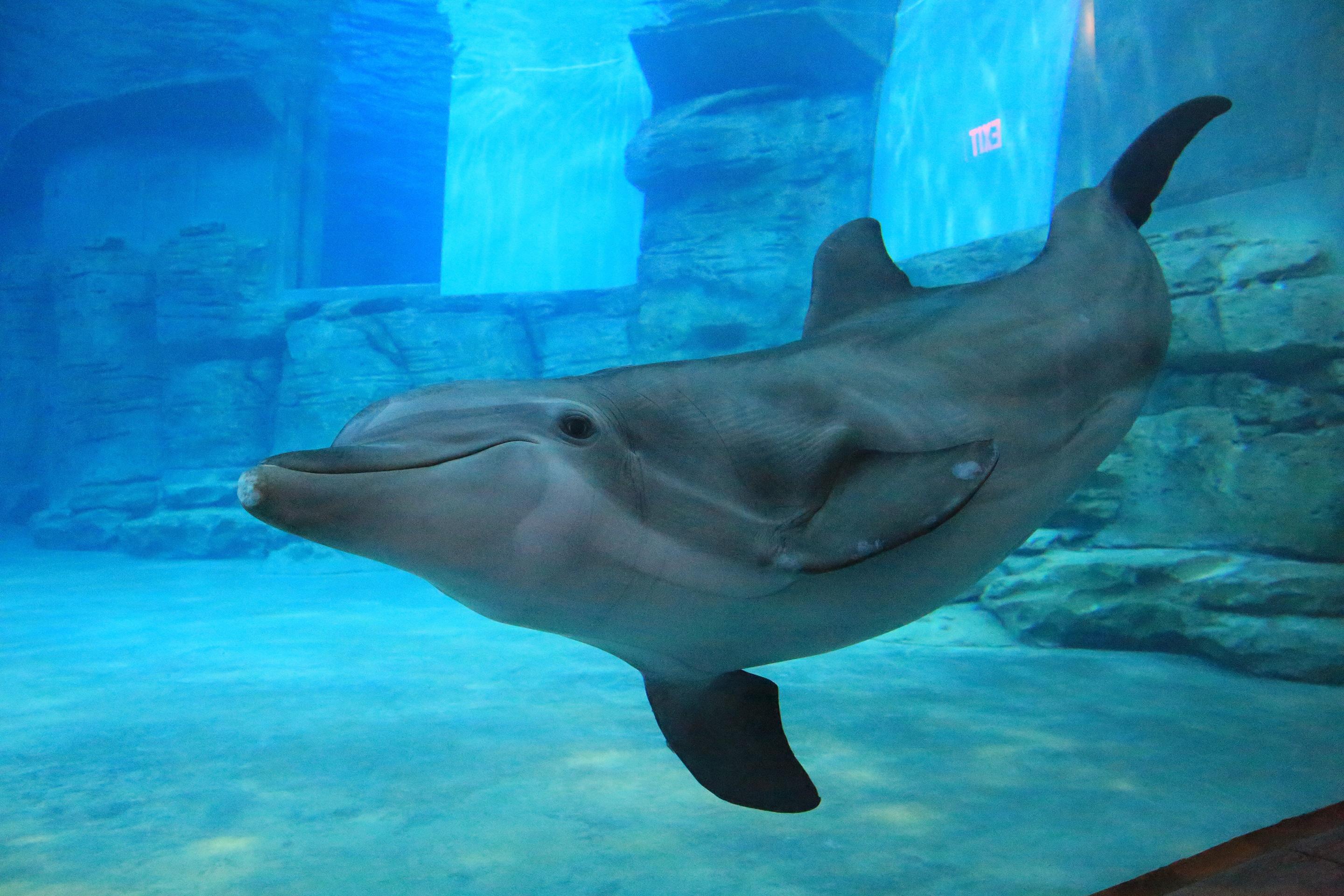 Winter The Dolphin'S Beach Club, Ascend Hotel Collection Clearwater Beach Exterior foto