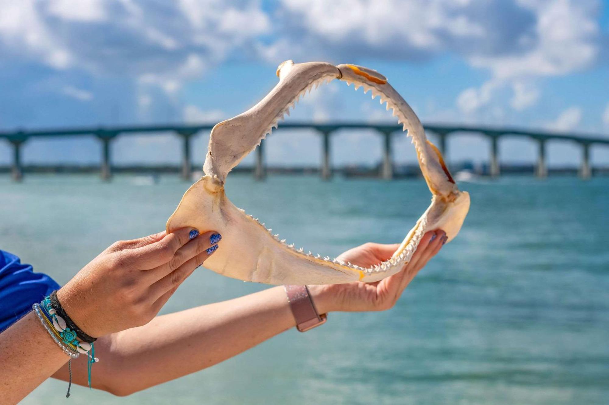 Winter The Dolphin'S Beach Club, Ascend Hotel Collection Clearwater Beach Exterior foto